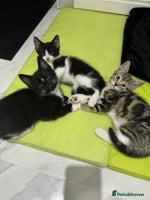 Mixed Breed cats Kittens for sale - Advert 3