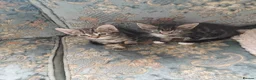 Mixed Breed cats for sale: Three little girls - Advert 3