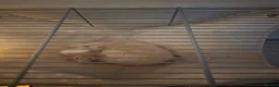 Rat rodents for sale: Duchess and Biscuits  - Advert 3