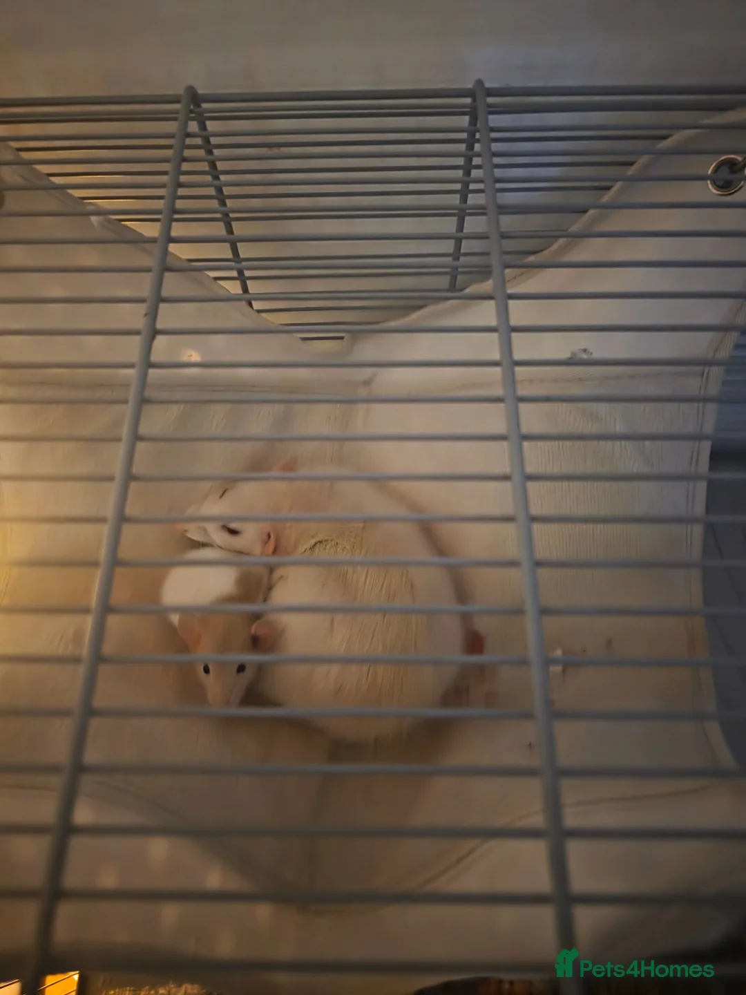 Rat rodents for sale: Duchess and Biscuits  - Advert 3