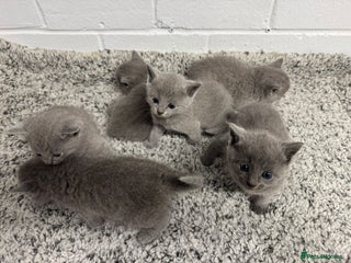 Russian Blue cats Beautiful Russian Blue Kittens for sale - Advert 2
