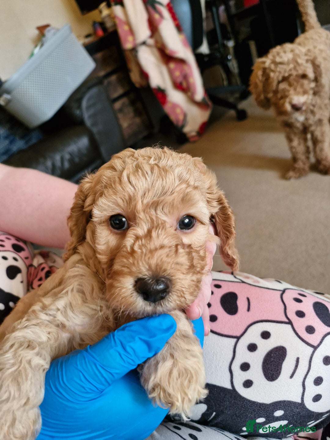 Mixed Breed dogs for sale: Adorable puppies ready from 22 12.25 - Advert 20