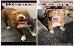 Mixed Breed dogs for sale: Staffy mix pups  - Image 24