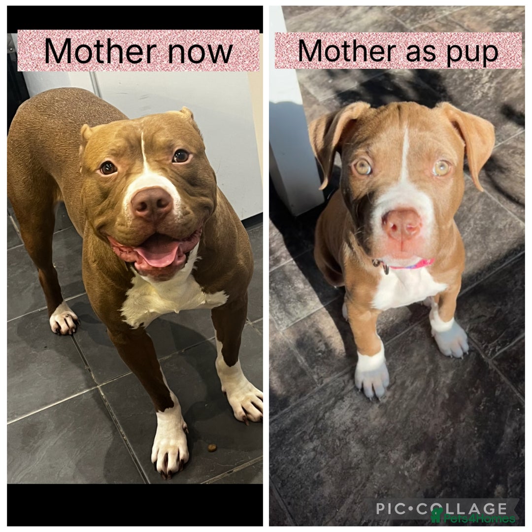 Mixed Breed dogs for sale: Staffy mix pups  - Image 24