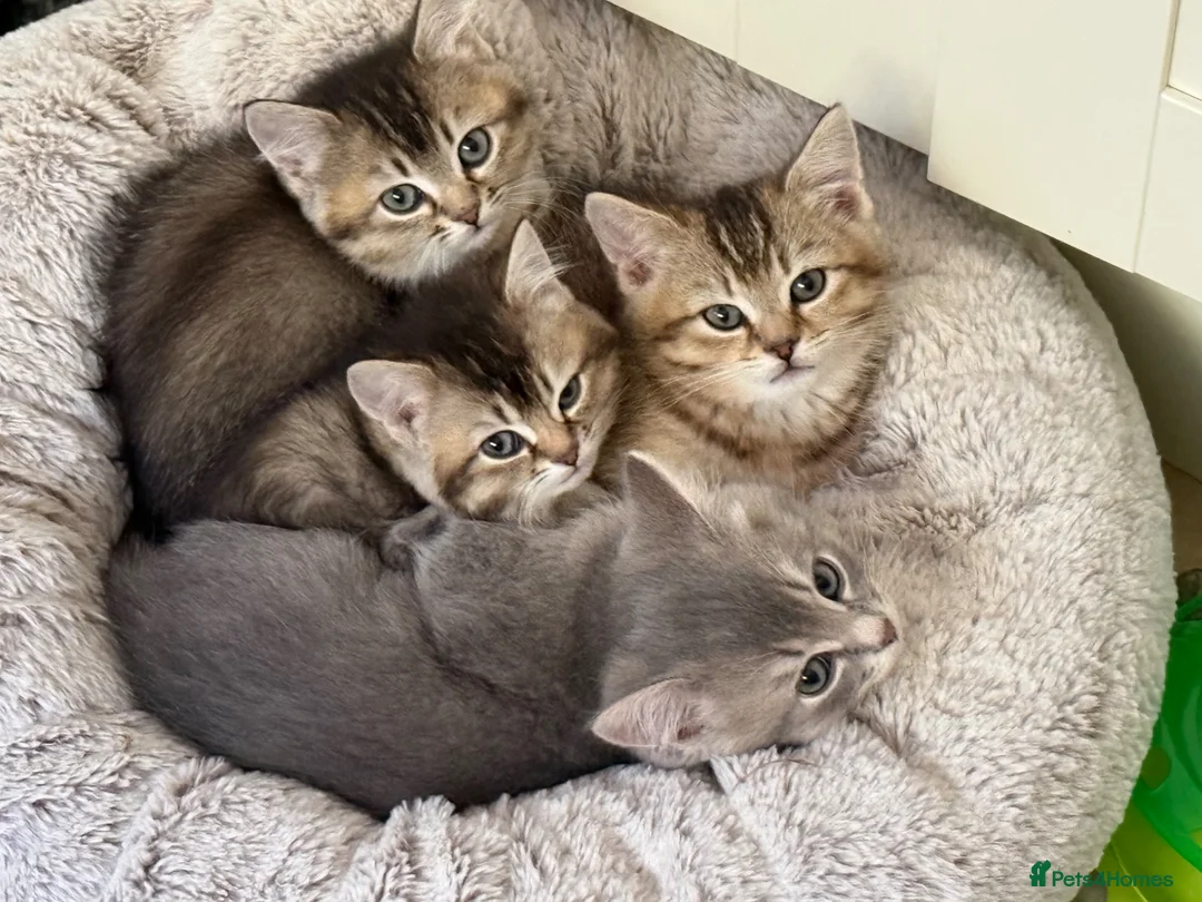 British Shorthair cats for sale:     Gorgeous British Shorthair Boy  in Swindon - Advert 1