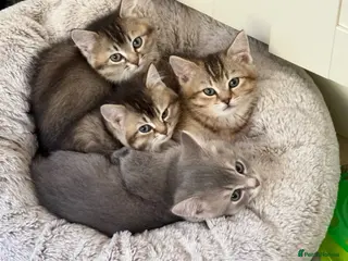 British Shorthair cats Gorgeous British Shorthair Boy - Advert 5