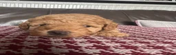 Toy Poodle dogs for sale: Gorgeous Toy Poodle Looking for Their Forever Home - Advert 10