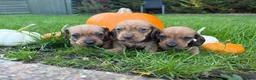 Miniature Dachshund dogs for sale: Gorgeous red mini Dachsund puppies - Advert 5