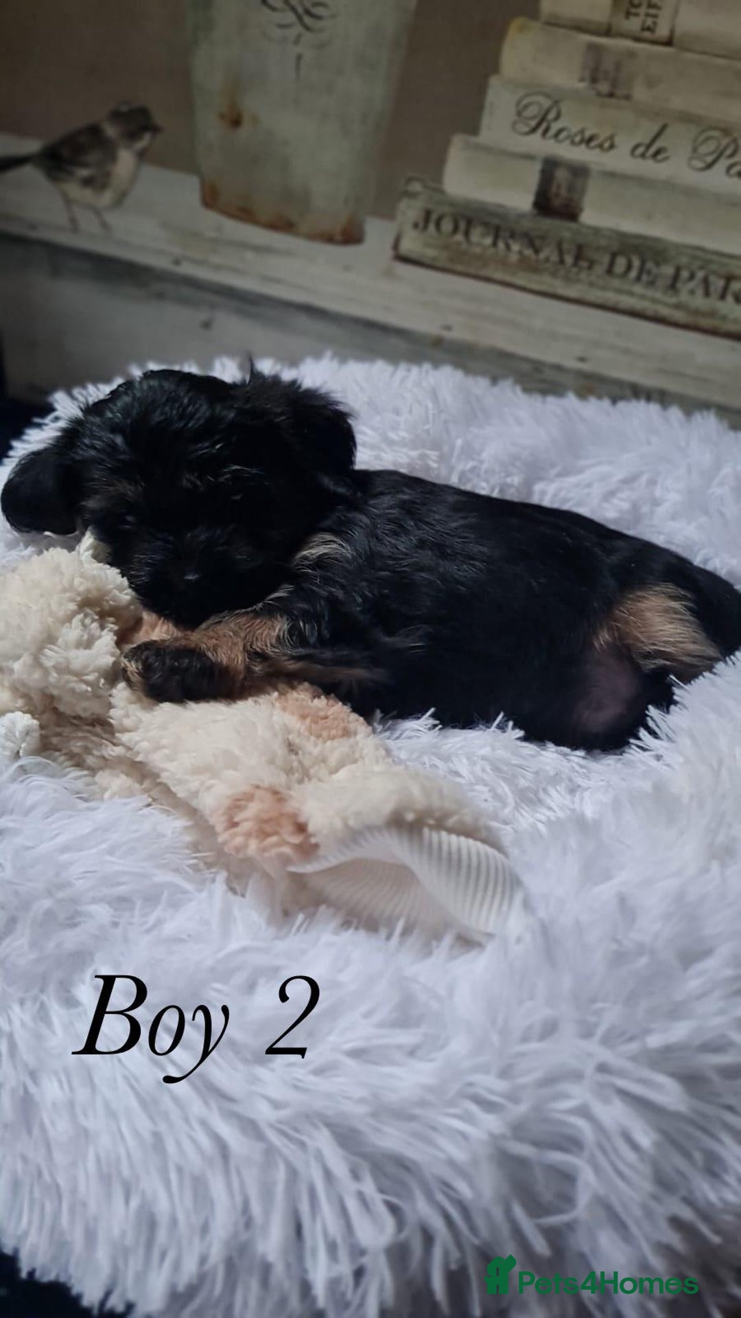 Shorkie dogs for sale: 9 stunning shorkie puppies - Image 16