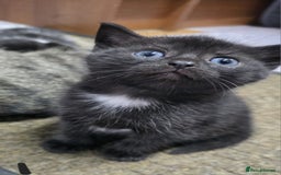British Shorthair cats for sale: Adorable Fluffy 5x Shorthair Kittens *urgent sale - Image 5
