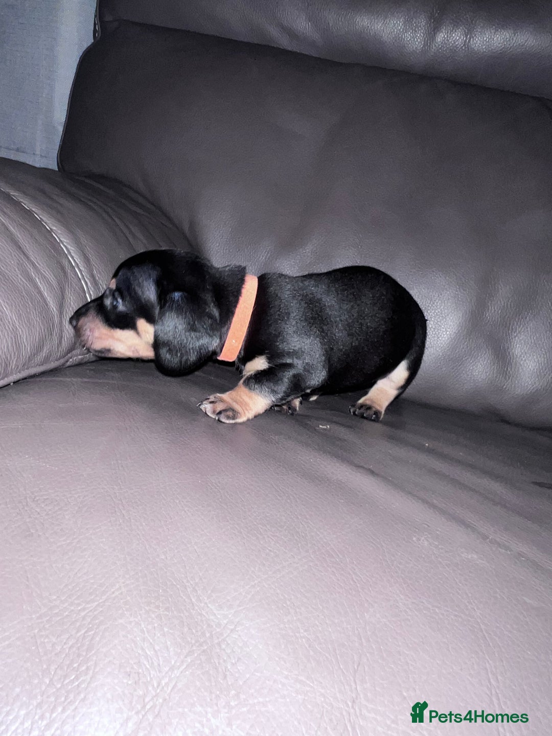 Dachshund dogs for sale: miniature dachshund - Advert 7