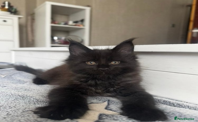Maine Coon cats - Advert 1