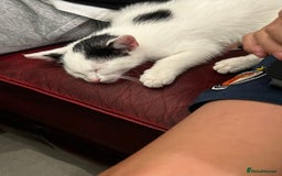 Mixed Breed cats for sale: Loving home only for a tiny happy boy - Image 7