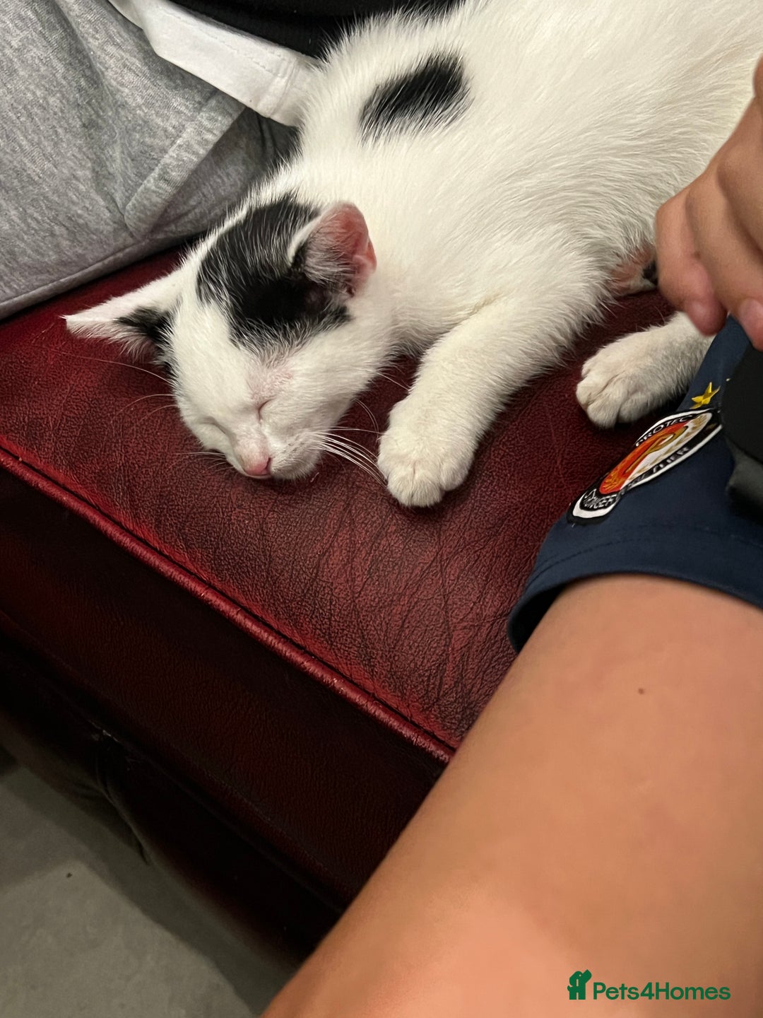 Mixed Breed cats for sale: Loving home only for a tiny happy boy - Image 7
