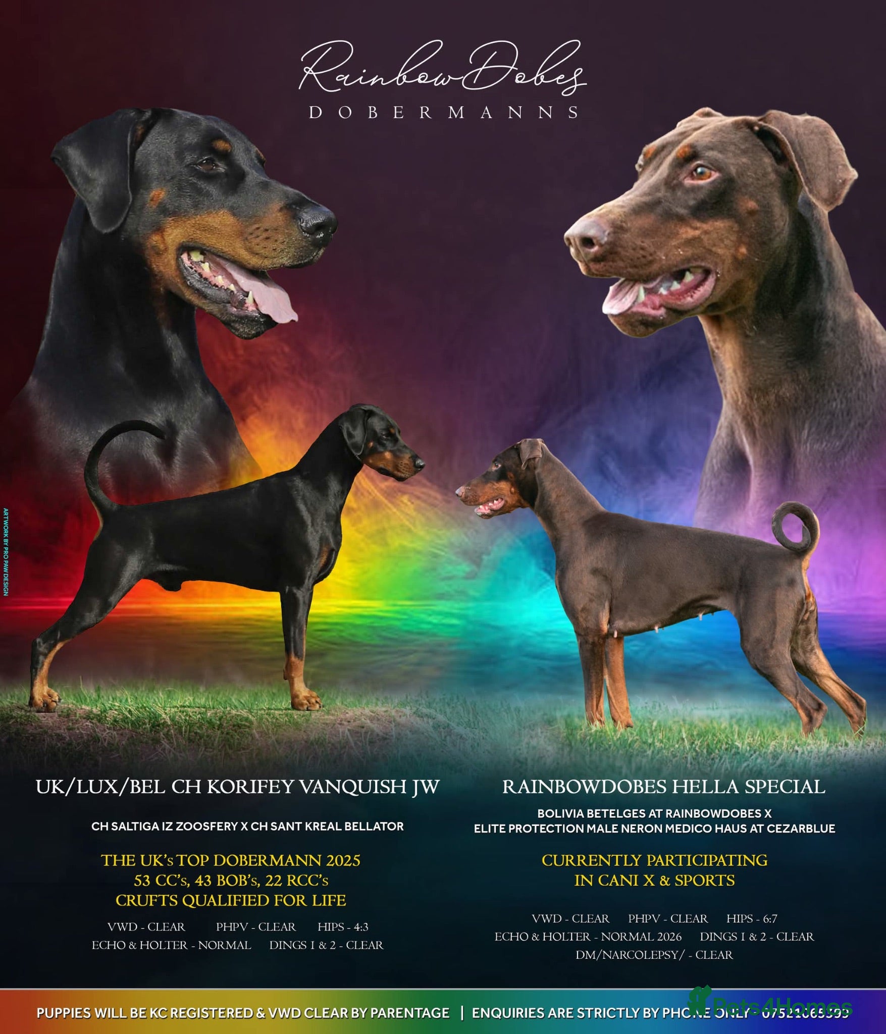 Dobermann dogs CH & Sport- KC Reg - FULLY HEALTH & Heart - Advert 2
