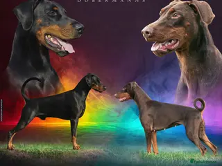 Dobermann dogs CH & Sport- KC Reg - FULLY HEALTH & Heart - Advert 2