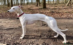 Whippet dogs for sale: Beautiful KC Whippet puppies  - Image 10