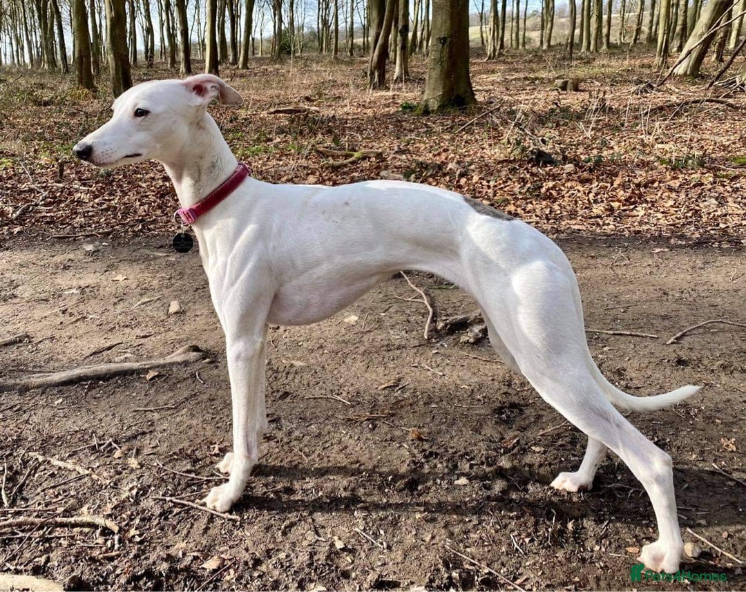 Whippet dogs for sale: Beautiful KC Whippet puppies  - Image 10