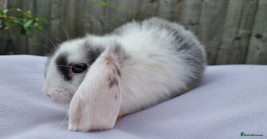 Mini Lop rabbits - Advert 6