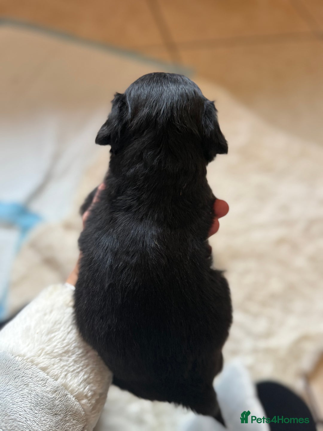 Mixed Breed dogs for sale: Merle sprocker x lurcher puppies  - Image 6