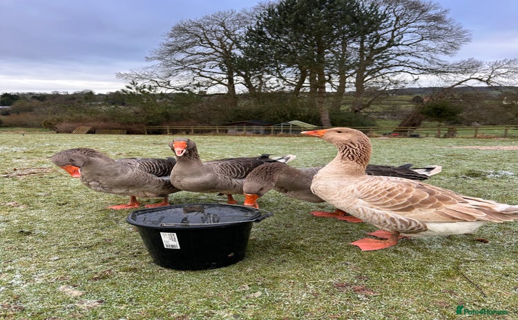 Geese poultry - Advert 14