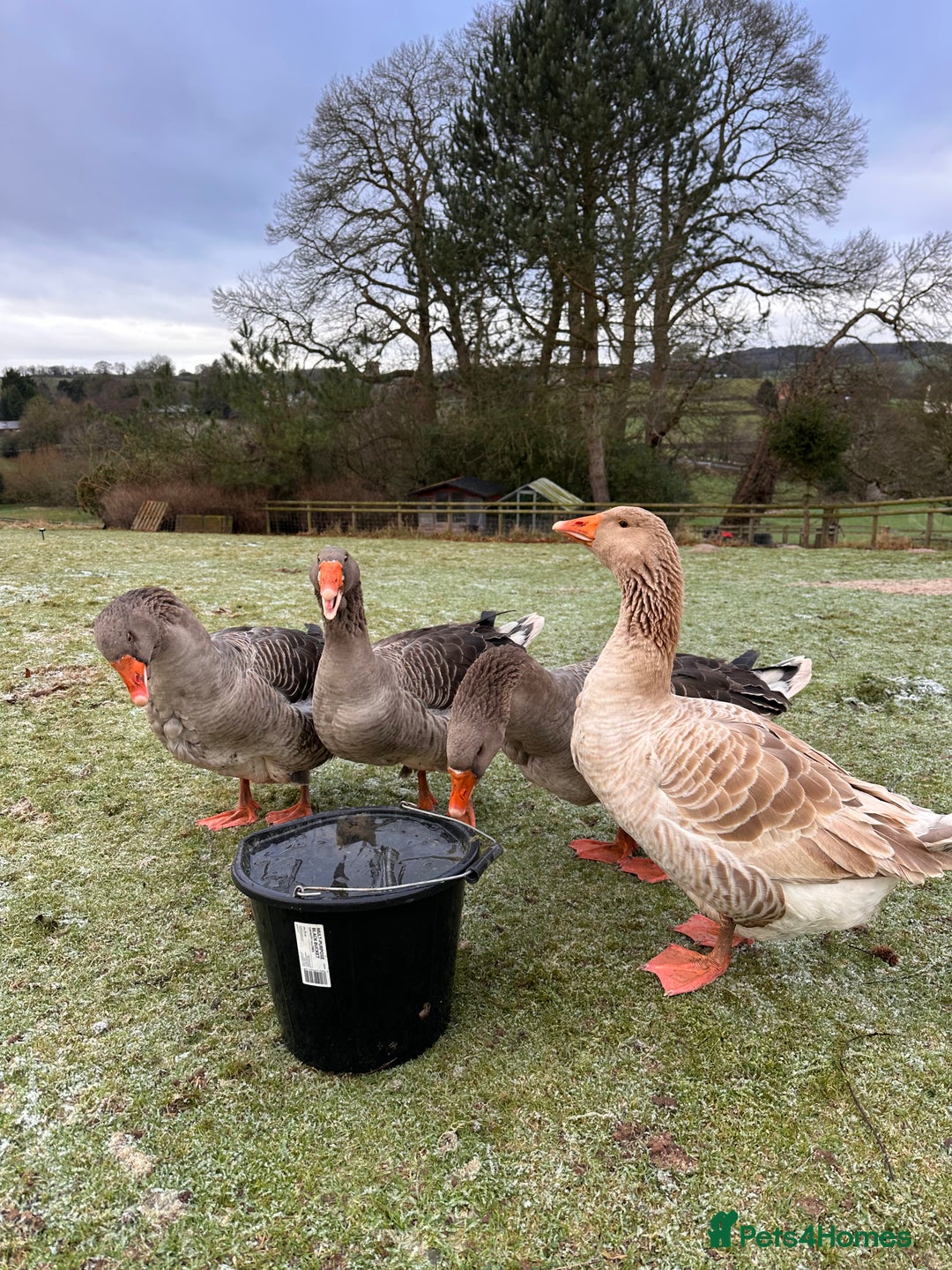 Geese poultry for sale: American buff and dewlap Toulouse geese - Image 1