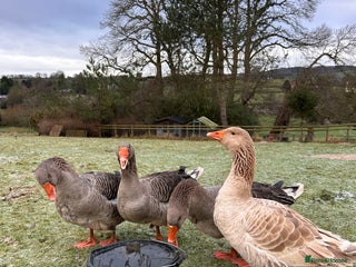Geese poultry - Advert 23