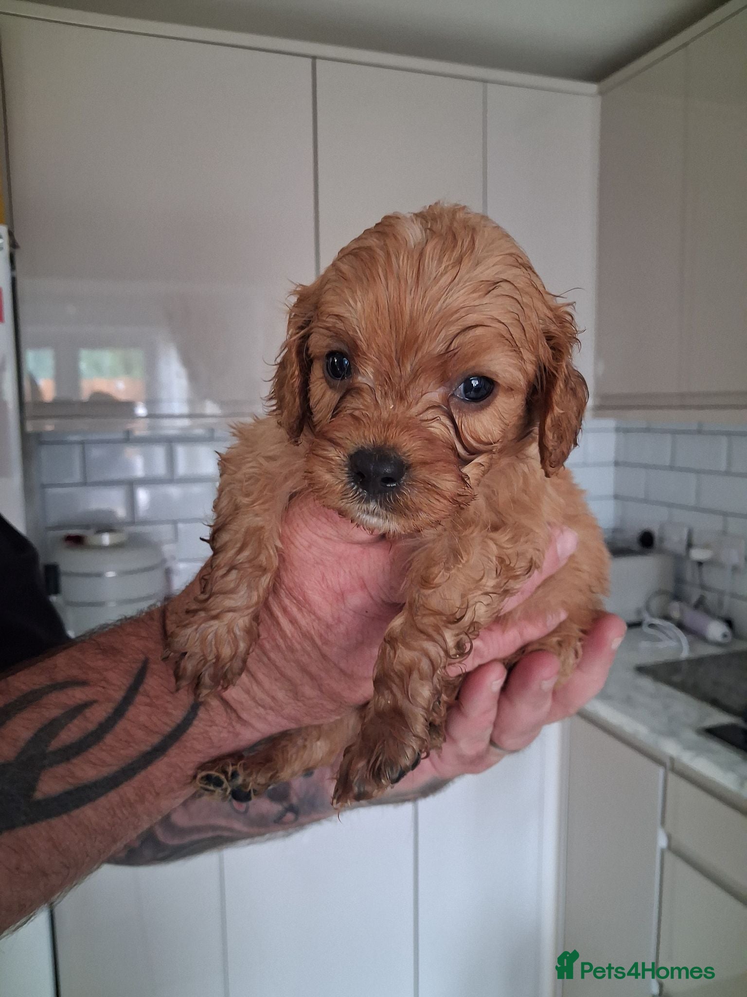 Cavapoo dogs Last 2 available boy an girl Health testedparents  - Advert 14