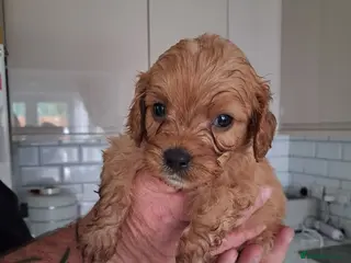 Cavapoo dogs Last 2 available boy an girl Health testedparents - Advert 14