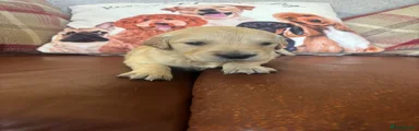 Golden Retriever Puppy 5 - SOLD