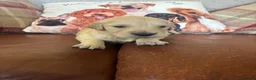 Golden Retriever dogs for sale: Beautiful KC Reg Golden Retriever puppies!!  - Advert 40