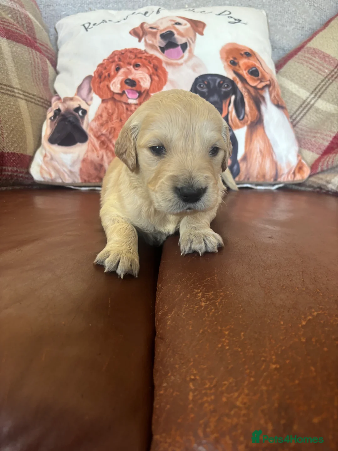 Golden Retriever dogs for sale: Beautiful KC Reg Golden Retriever puppies!!  - Advert 40