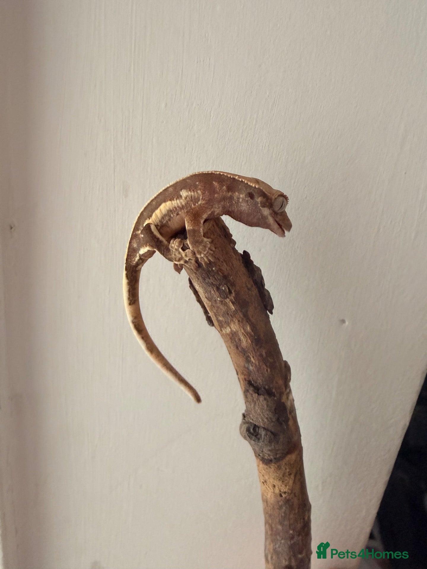 Gecko reptiles Baby crested geckos 🦎 last one available  - Advert 8