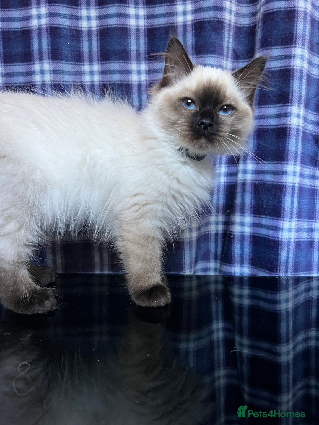 Ragdoll cats for sale: FIFe Registered Ragdoll Kittens Champion Line  - Image 37
