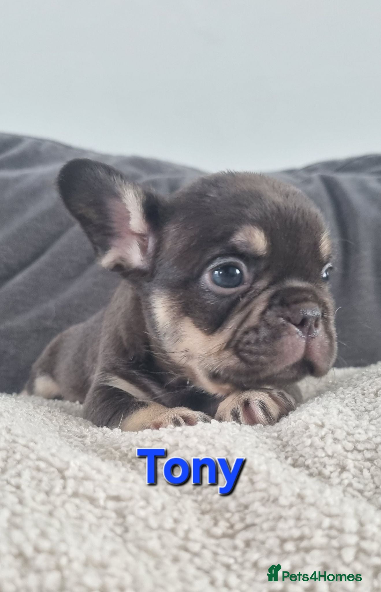 French Bulldog dogs Chocolate French Bulldog puppies - Advert 2