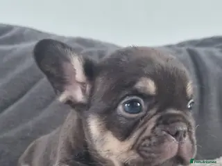 French Bulldog dogs Chocolate French Bulldog puppies - Advert 2