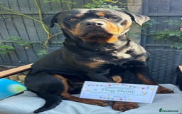 Rottweiler dogs for stud: Bear the Rottweiler - Image 1