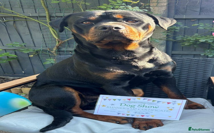 Rottweiler dogs - Advert 1