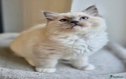 Ragdoll cats for sale: 💙🏆 1 x Beautiful Blue Ragdoll Boy Remaining 💙🏆 in Colwyn Bay - Image 9