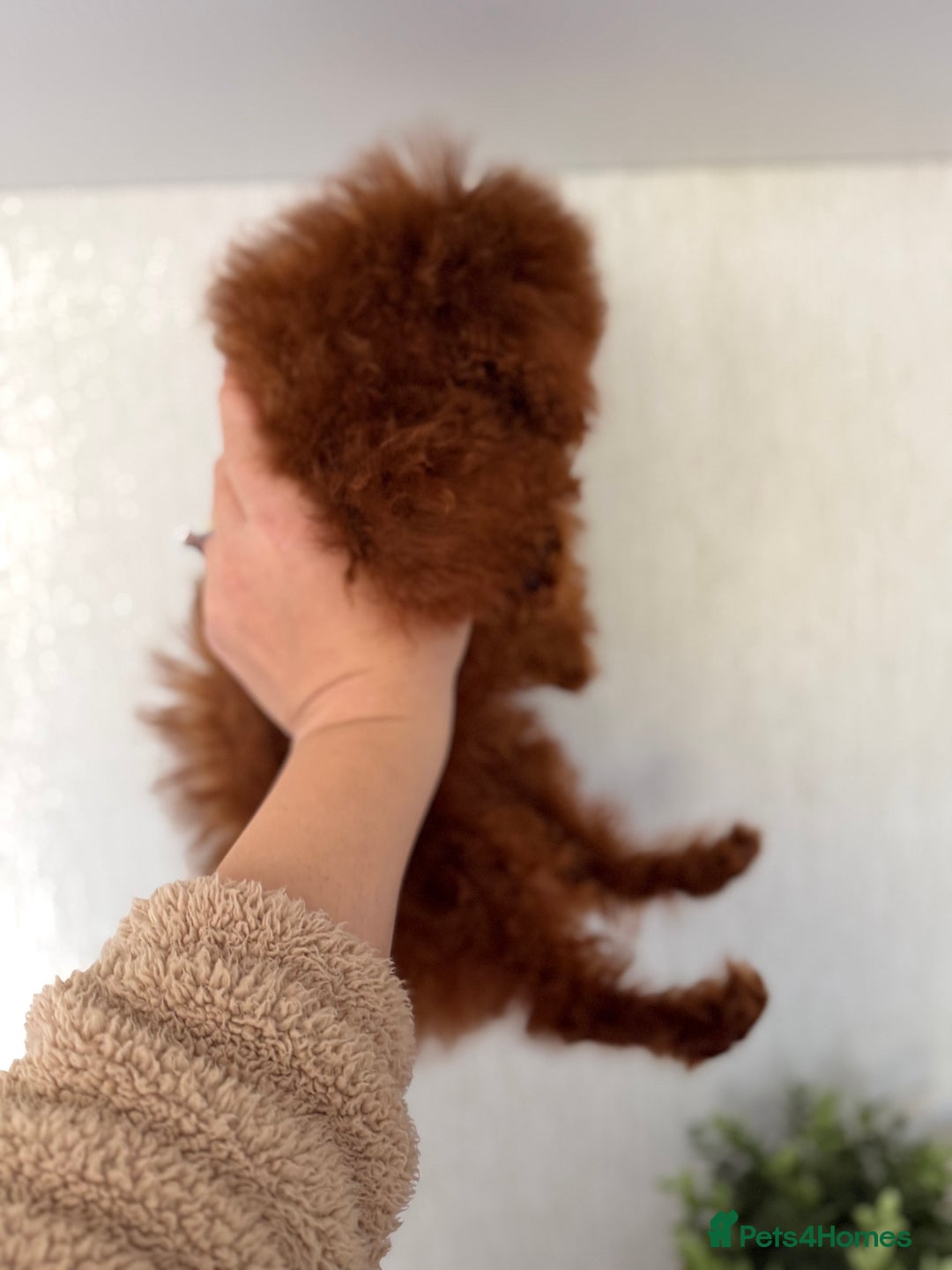 Poodle dogs for sale: Stunning Asian poodle boy for sale  - Advert 15