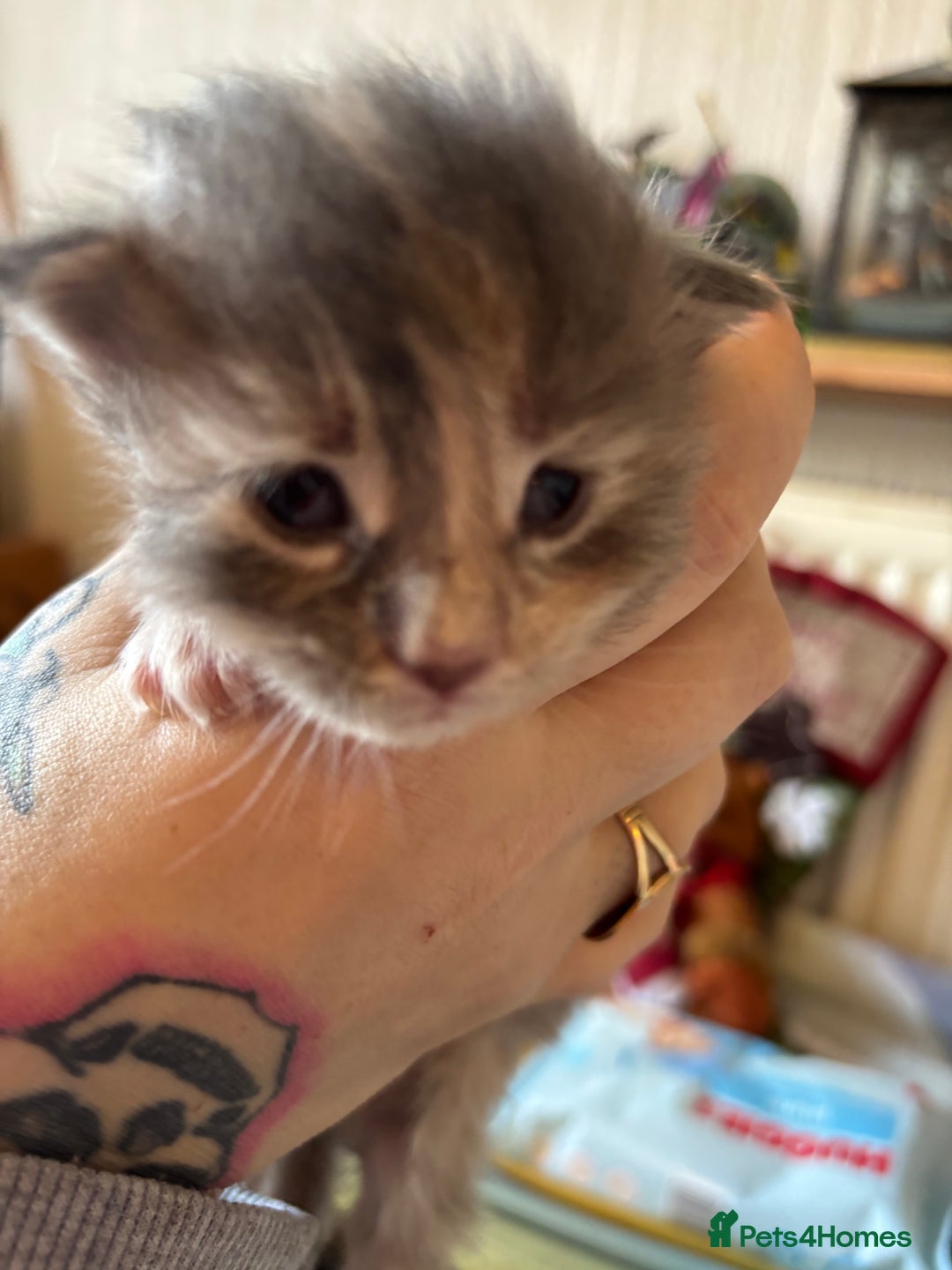 Maine Coon cats for sale: 5 Maine coon babies  - Advert 24