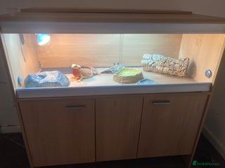 Bearded Dragon reptiles Bearded dragon for sale - Advert 1