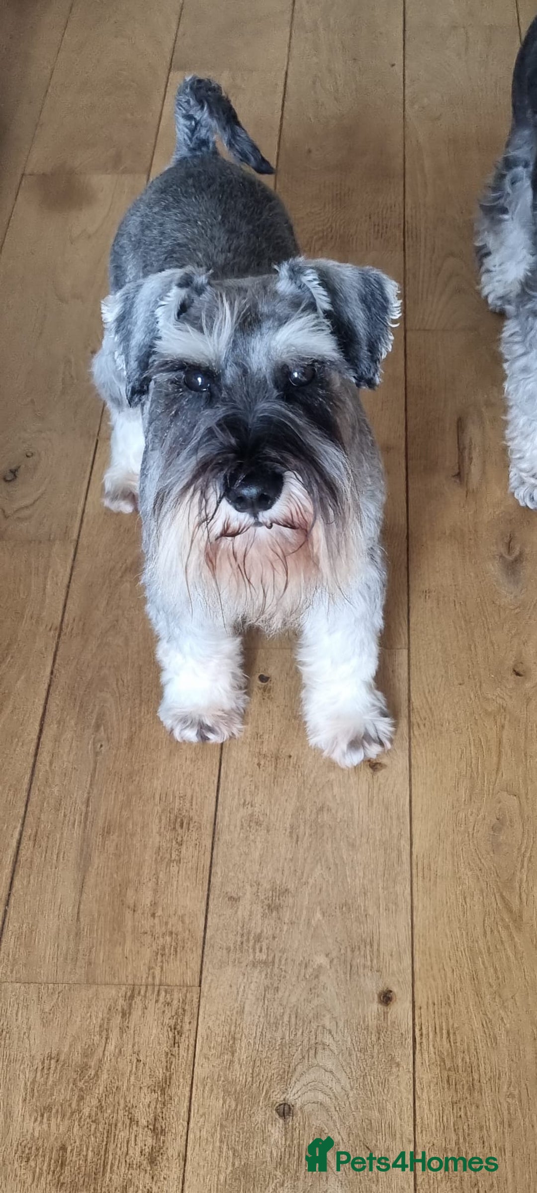 Miniature Schnauzer dogs for sale: Outstanding Miniature Schnauzer Puppies  - Advert 17