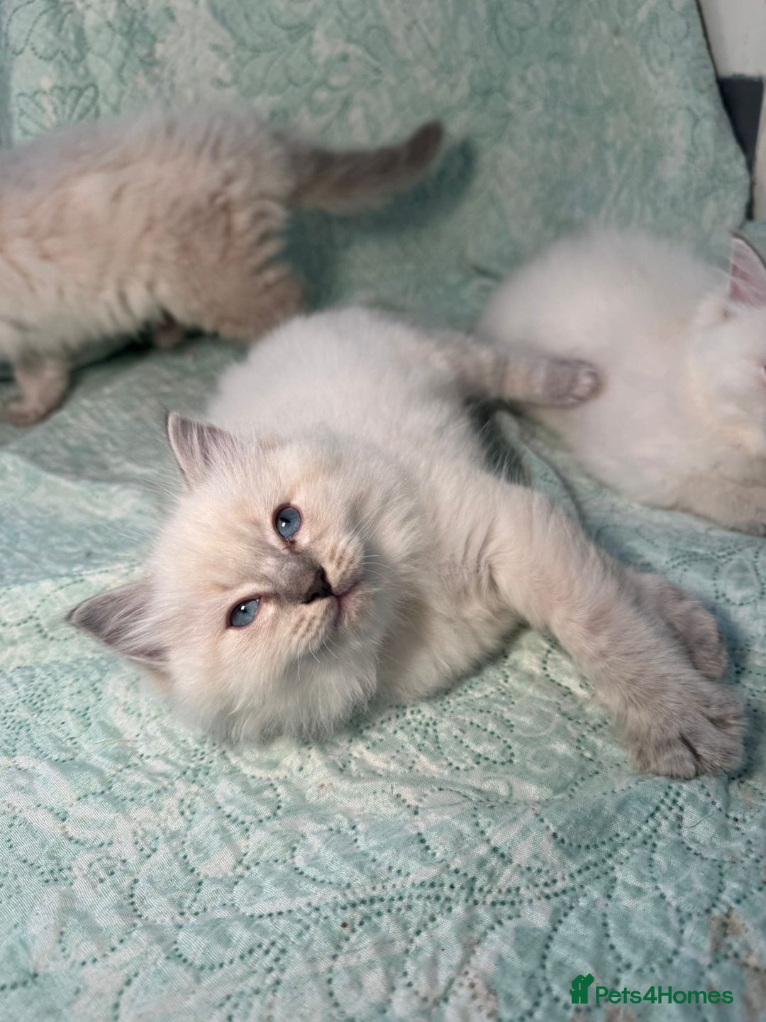 Ragdoll cats for sale: Ragdoll Chunky Boys!  - Advert 16