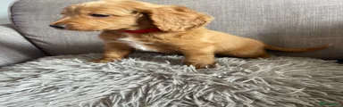 Cockapoo 1