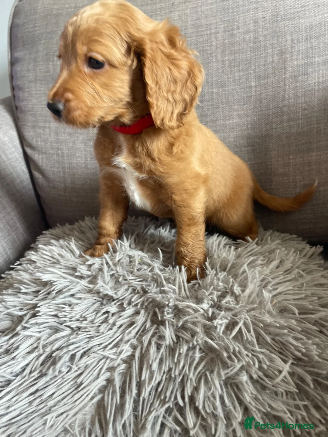 Cockapoo dogs for sale: Beautiful cockapoo puppies - Advert 1