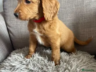 Cockapoo dogs Ready to leave this weekend - Advert 1