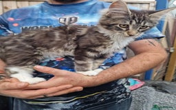Maine Coon cats for sale: TICA Registered Maine Coon Kittens. Ready NOW in Doncaster - Image 11
