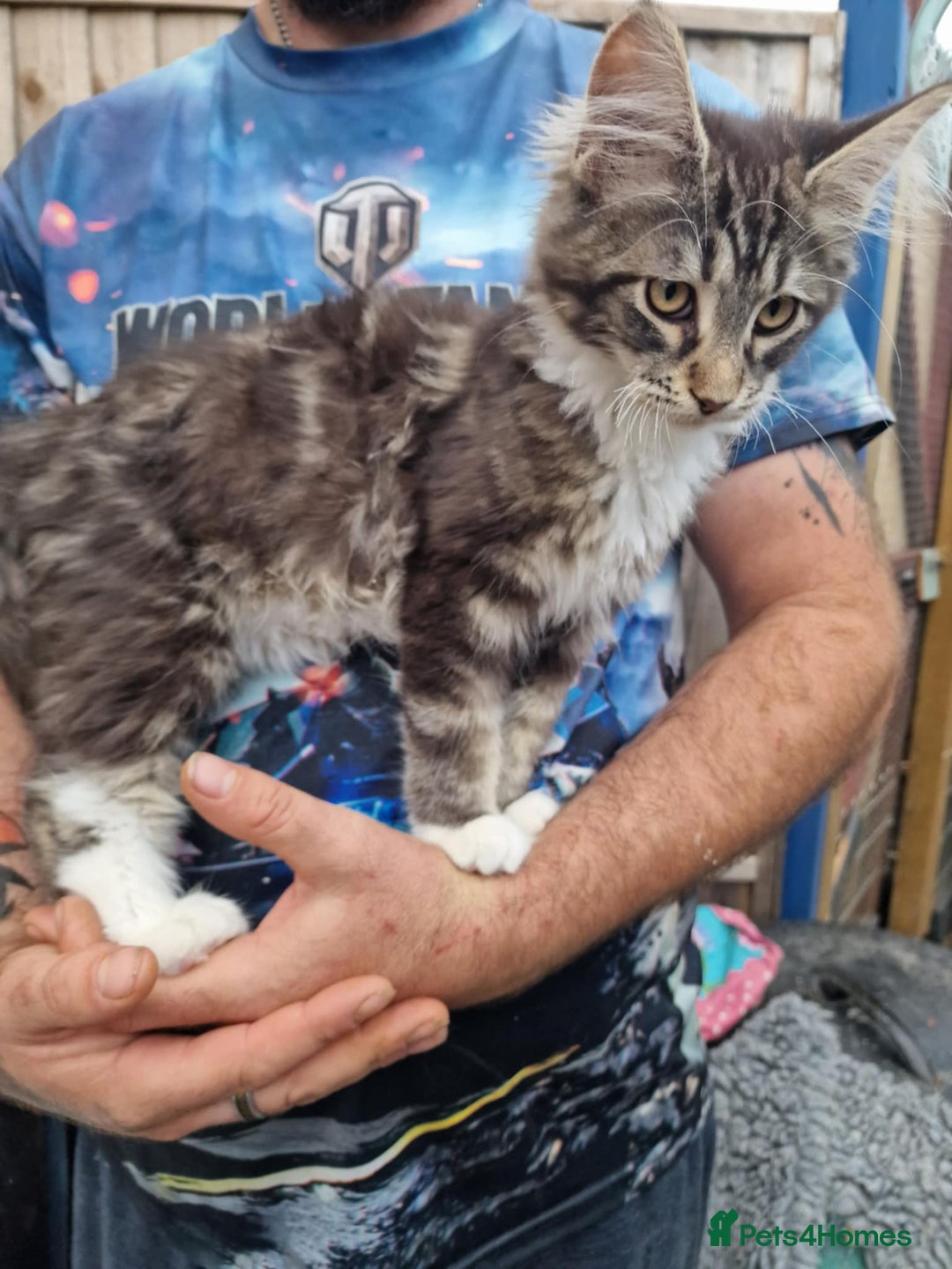 Maine Coon cats for sale: TICA Registered Maine Coon Kittens. Ready NOW in Doncaster - Image 11