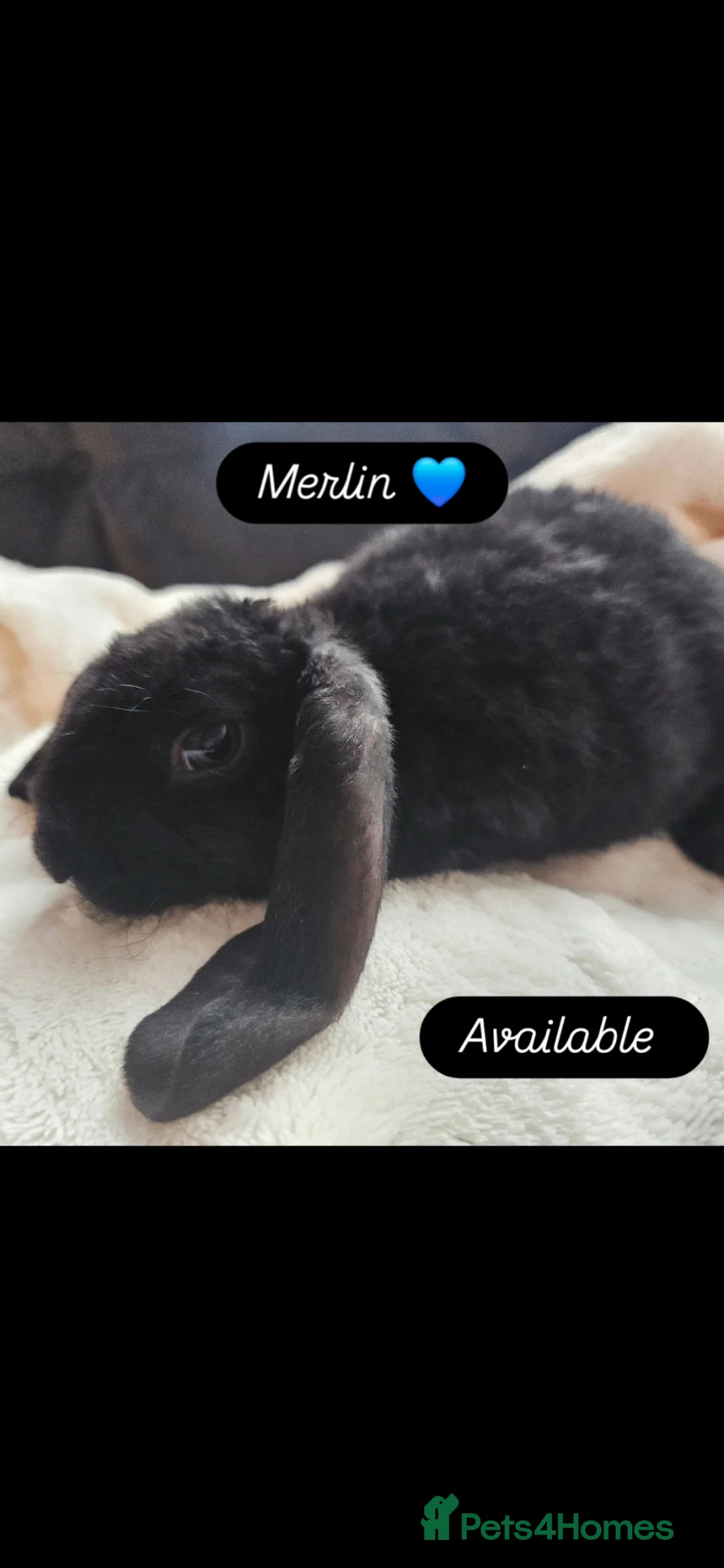 Rex rabbits for sale: Velveteen Litter  - Advert 2